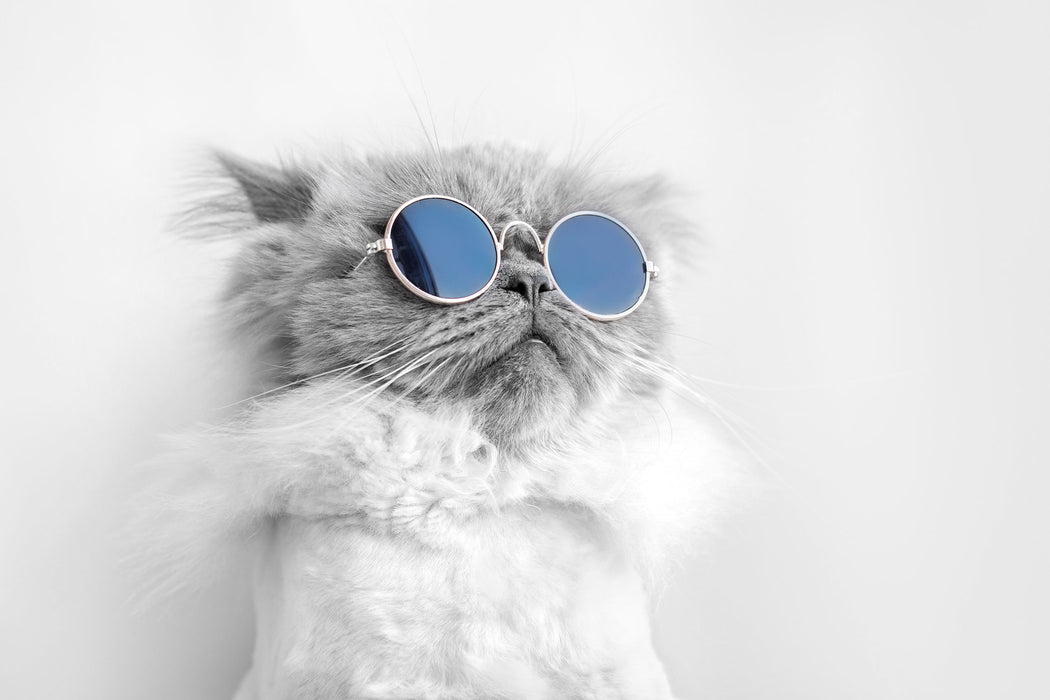 Coole Katze mit runder Sonnenbrille B&W Detail, Glasbild