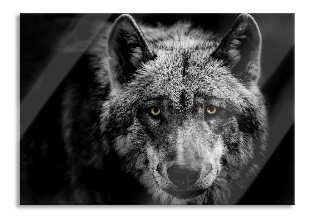 Pixxprint Nahaufnahme Wolf mit gelben Augen B&W Detail, Glasbild