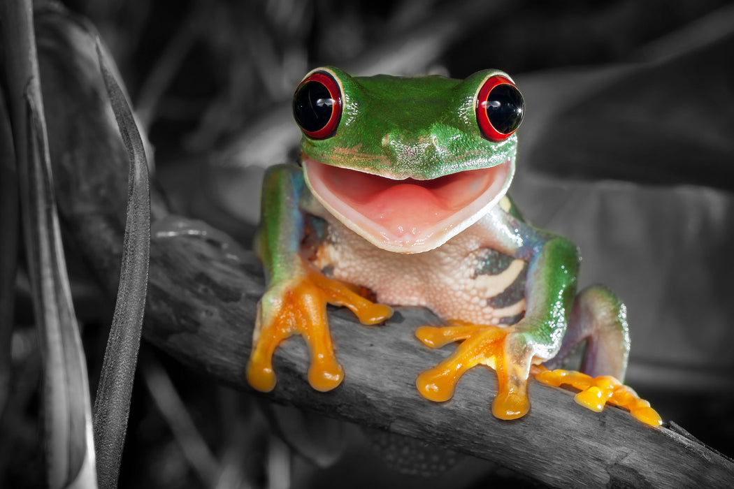 Lachender Frosch mit roten Augen auf Ast B&W Detail, Glasbild