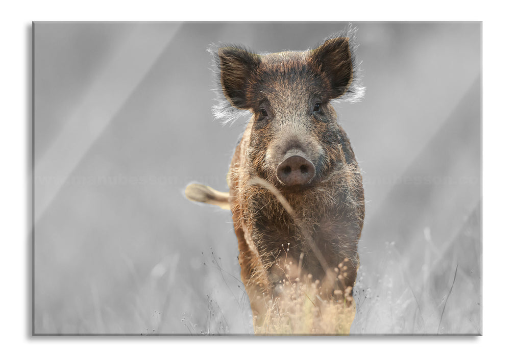 Pixxprint Neugieriges Wildschwein auf einem Feld B&W Detail, Glasbild