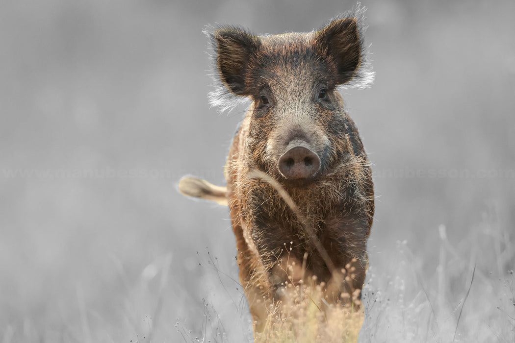 Neugieriges Wildschwein auf einem Feld B&W Detail, Glasbild