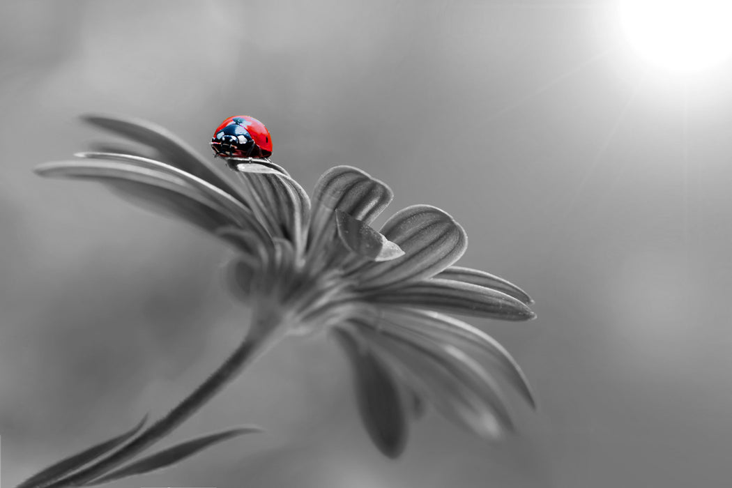 Merienkäfer auf roter Blüte Nahaufnahme B&W Detail, Glasbild