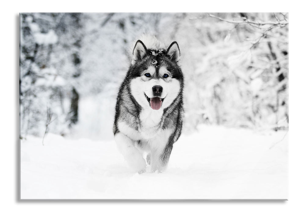 Sibirischer Husky im Winterwald B&W Detail, Glasbild