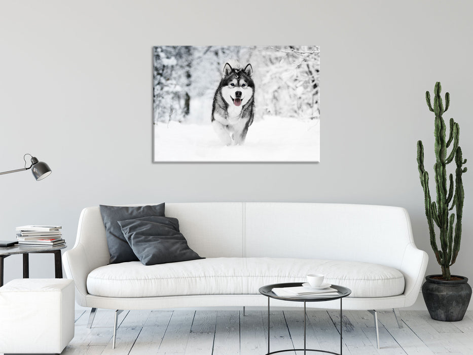 Sibirischer Husky im Winterwald B&W Detail, Glasbild