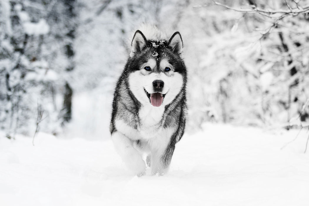 Sibirischer Husky im Winterwald B&W Detail, Glasbild