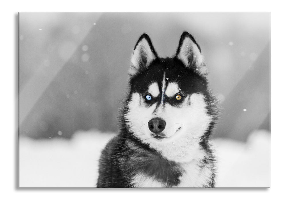 Husky mit unterschiedlichen Augenfarben B&W Detail, Glasbild