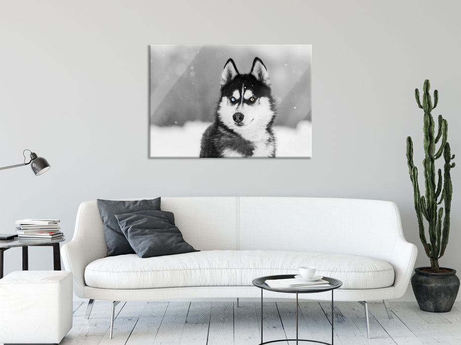 Husky mit unterschiedlichen Augenfarben B&W Detail, Glasbild