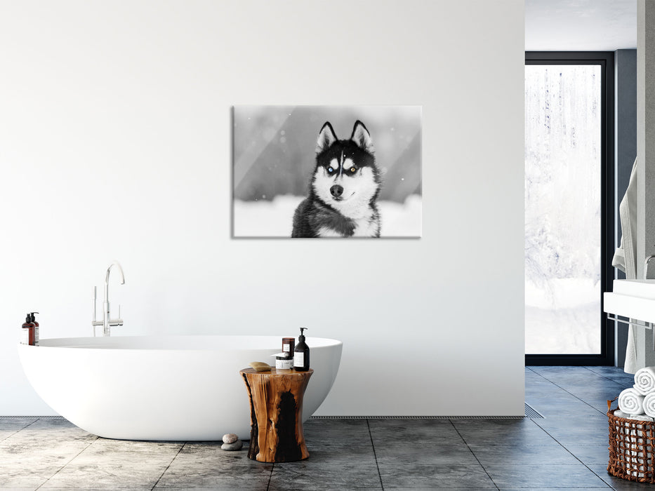 Husky mit unterschiedlichen Augenfarben B&W Detail, Glasbild