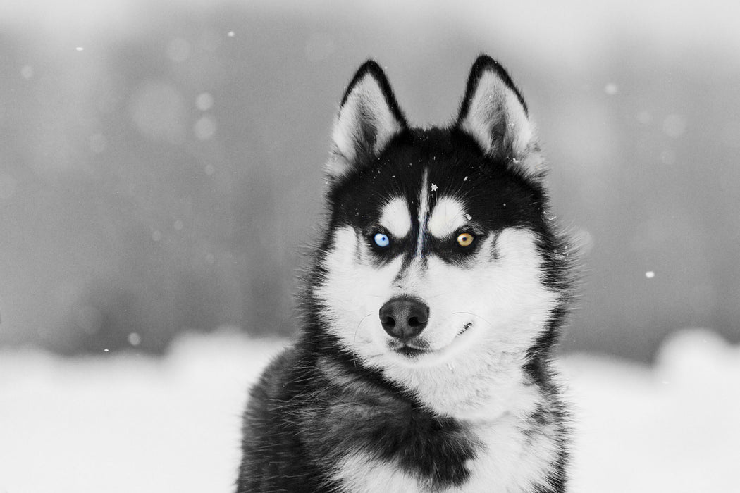 Husky mit unterschiedlichen Augenfarben B&W Detail, Glasbild