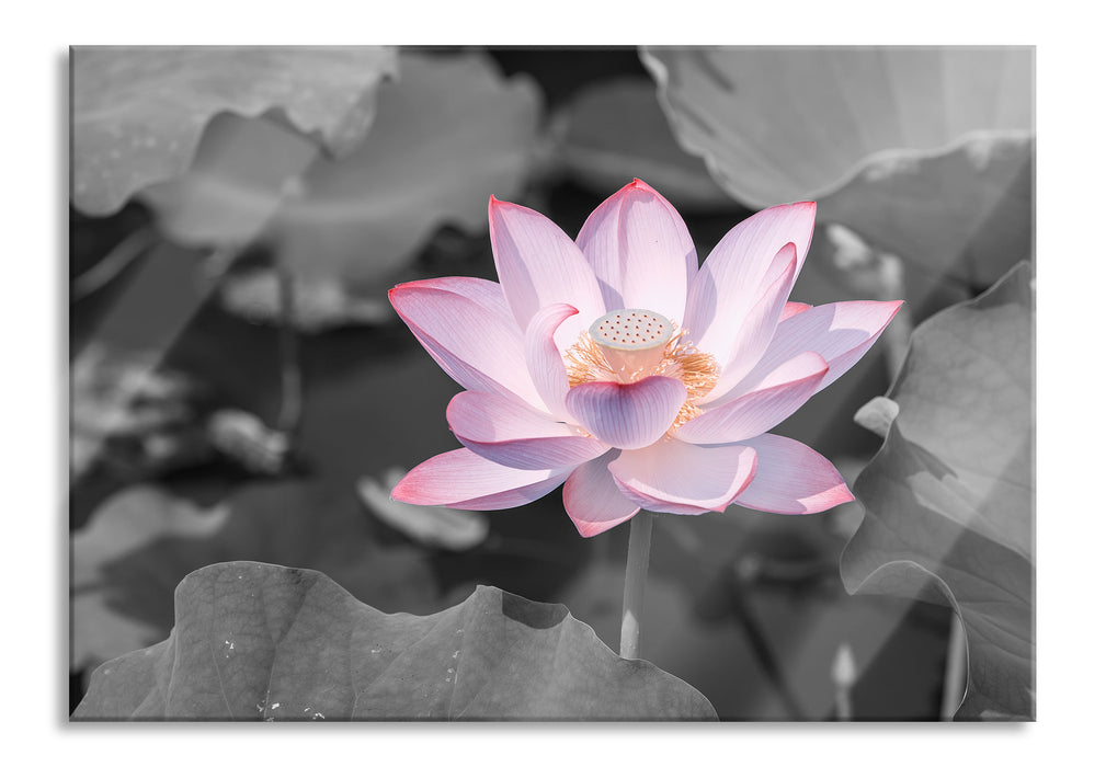 Rosa blühender Lotus Nahaufnahme B&W Detail, Glasbild