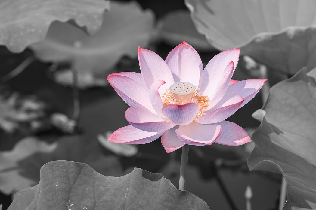 Rosa blühender Lotus Nahaufnahme B&W Detail, Glasbild