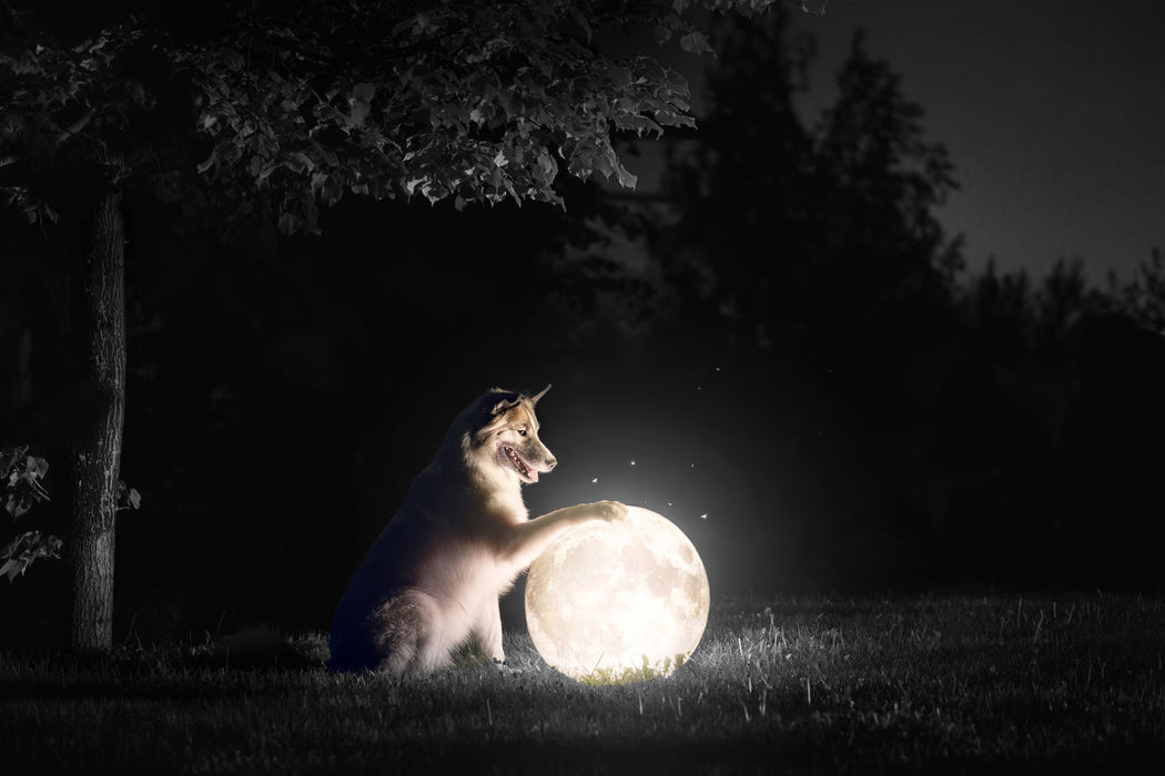 Hund mit leuchtendem Mond bei Nacht B&W Detail, Glasbild