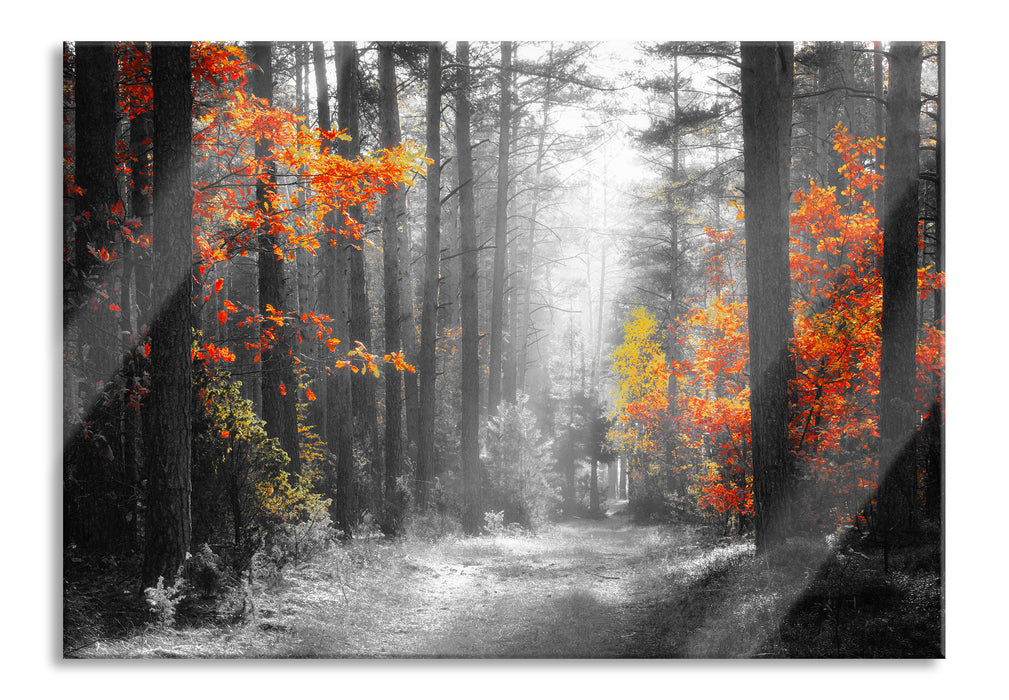 Sonnige Lichtung im Herbstwald B&W Detail, Glasbild