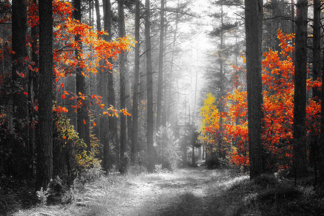 Sonnige Lichtung im Herbstwald B&W Detail, Glasbild