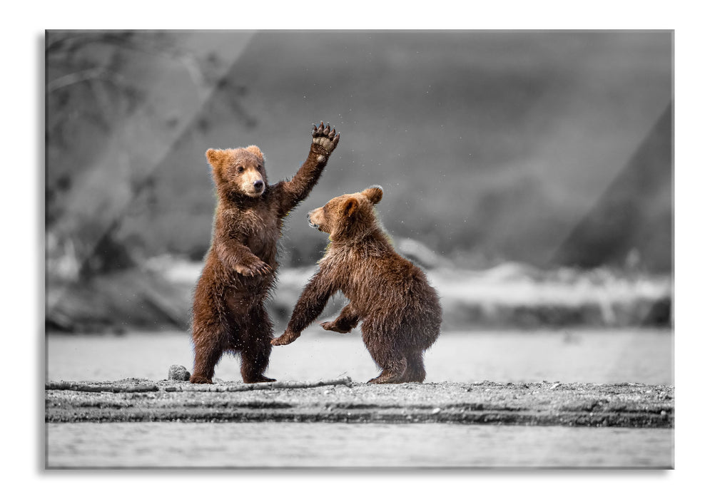 Pixxprint Junge Braunbären spielen am Fluss B&W Detail, Glasbild