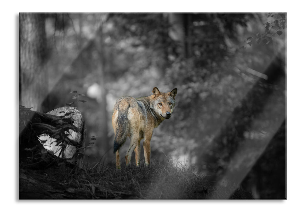 Pixxprint Ängstlicher Wolf im Wald B&W Detail, Glasbild