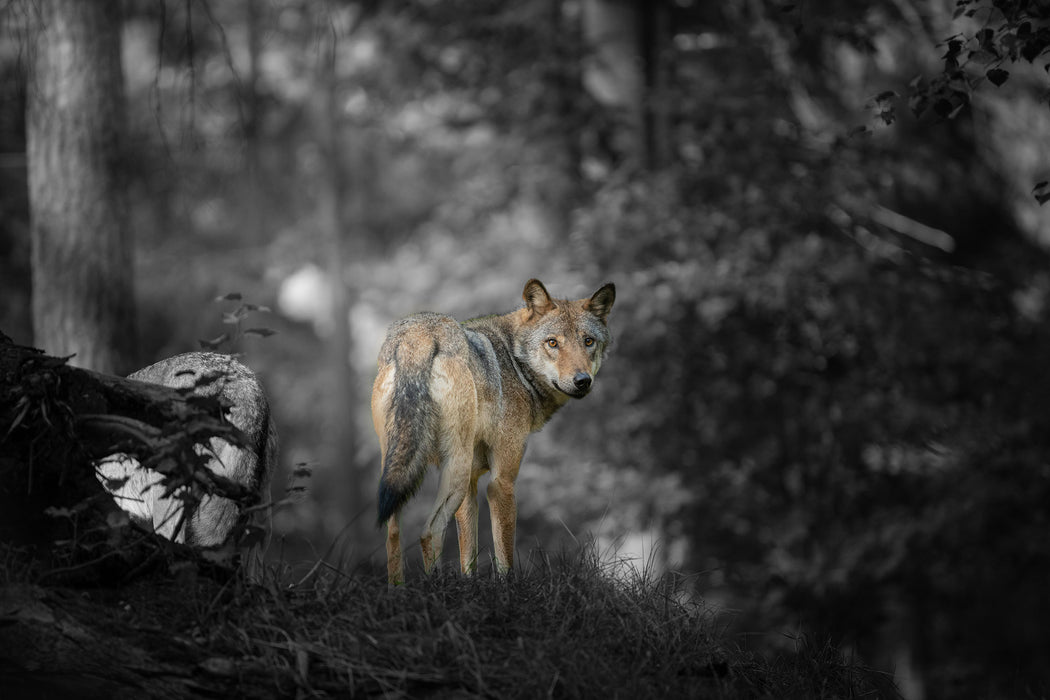 Ängstlicher Wolf im Wald B&W Detail, Glasbild