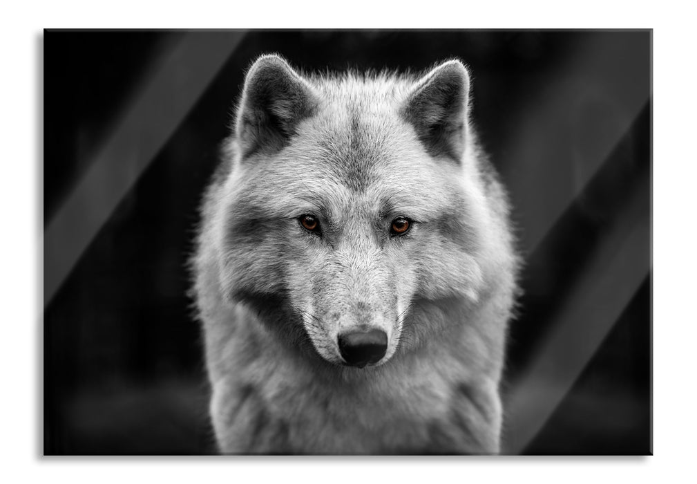 Pixxprint Nahaufnahme junger Polarwolf B&W Detail, Glasbild