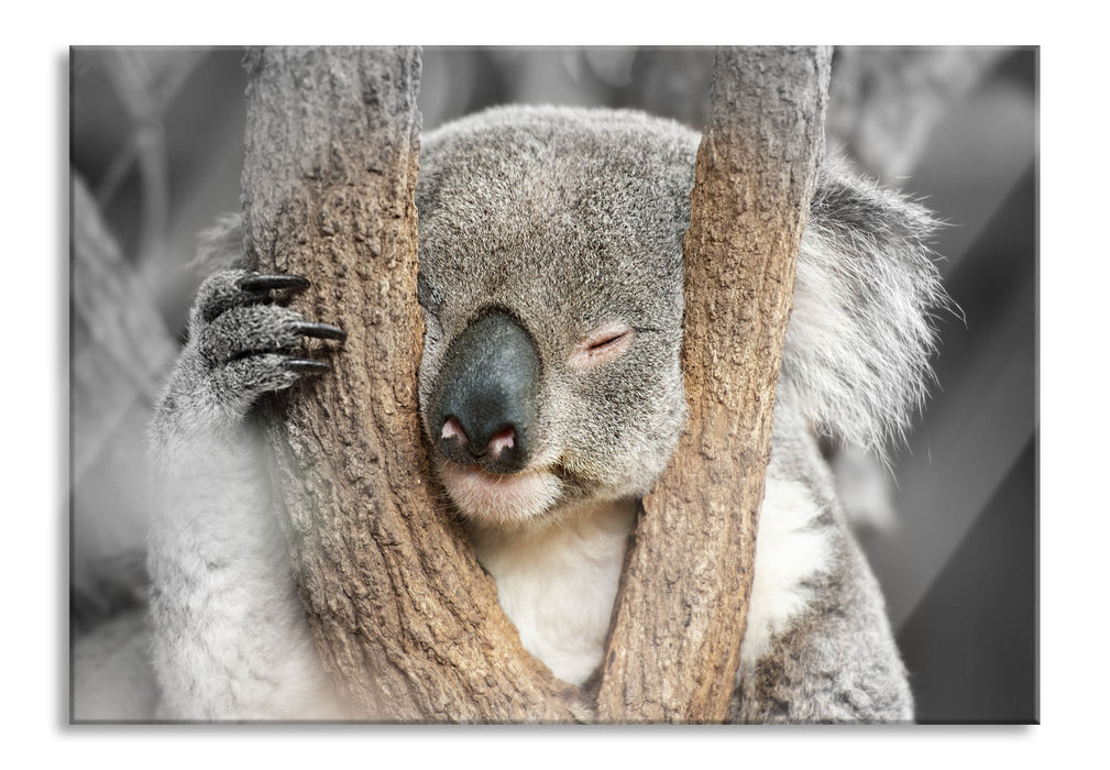 Koala schläft mit Kopf in Astgabel B&W Detail, Glasbild