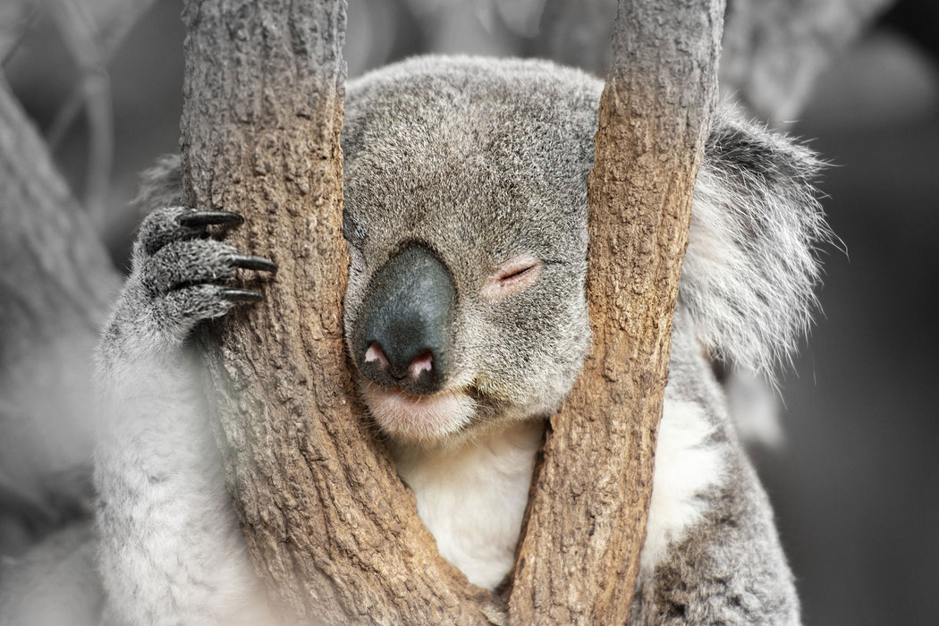 Koala schläft mit Kopf in Astgabel B&W Detail, Glasbild