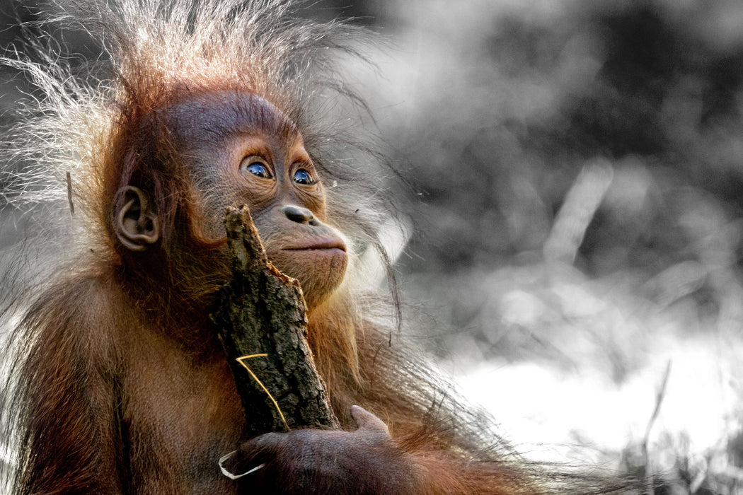 Orang-Utan Baby spielt mit Stock B&W Detail, Glasbild