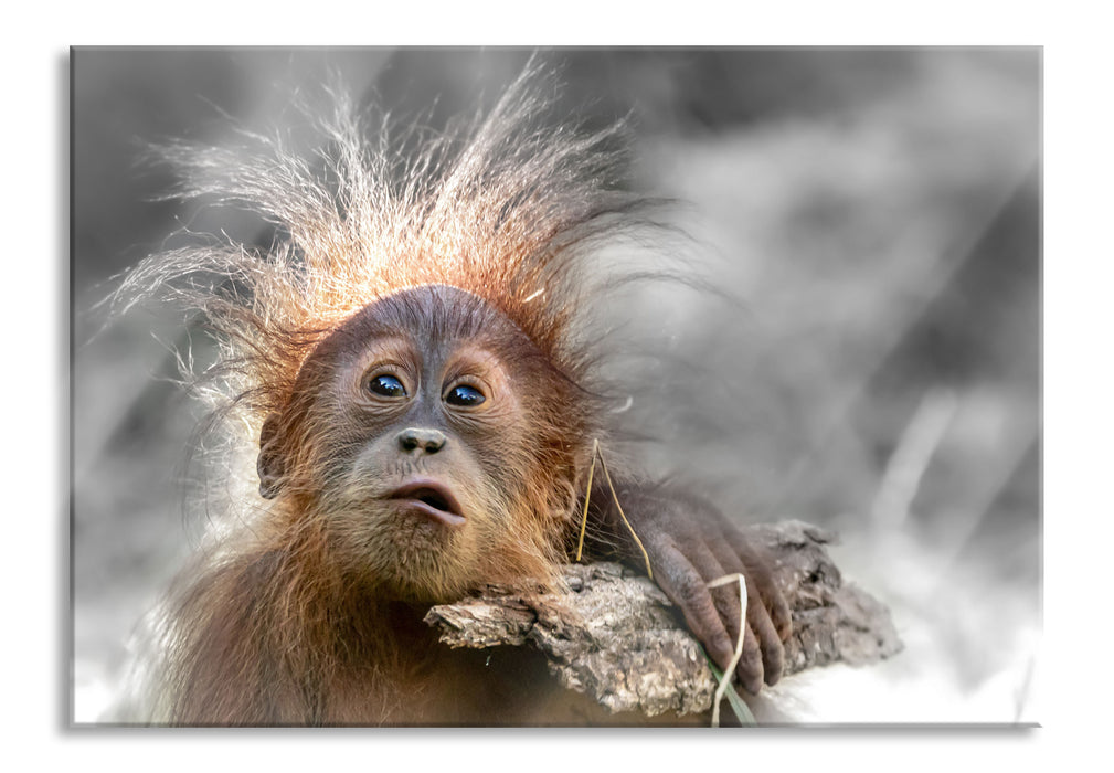 Lustiger Baby Orang-Utan mit Rinde B&W Detail, Glasbild