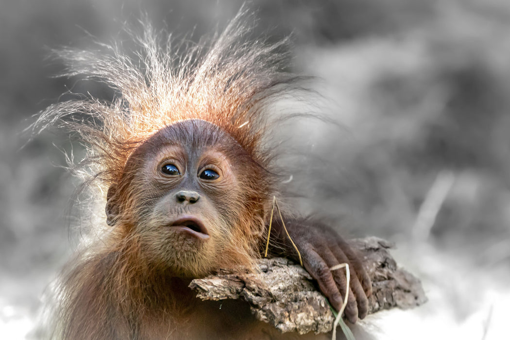 Lustiger Baby Orang-Utan mit Rinde B&W Detail, Glasbild