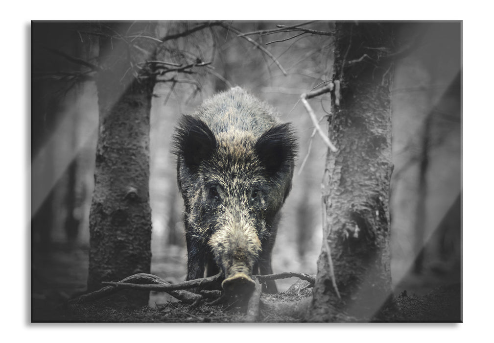 Pixxprint Nahaufnahme Wildschwein im Wald B&W Detail, Glasbild