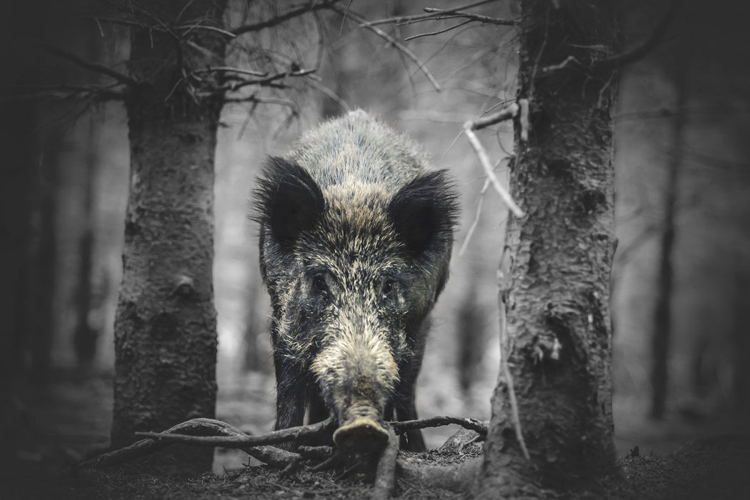 Nahaufnahme Wildschwein im Wald B&W Detail, Glasbild