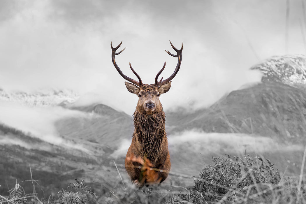 Majestätischer Hirsch in Berglandschaft B&W Detail, Glasbild