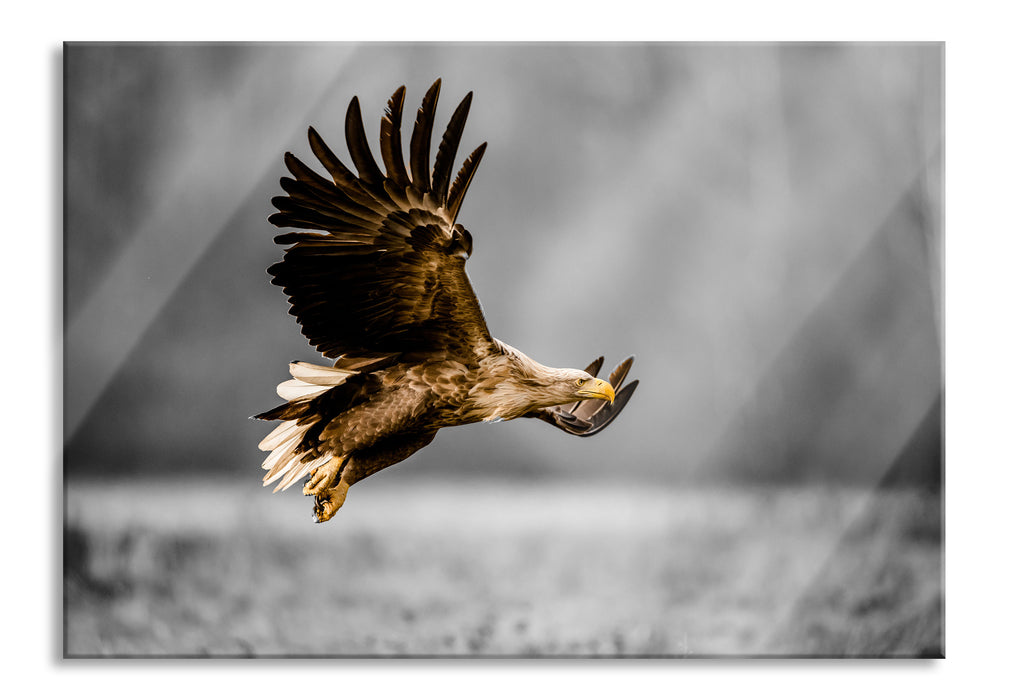 Pixxprint Nahaufnahme Adler bei der Jagd B&W Detail, Glasbild