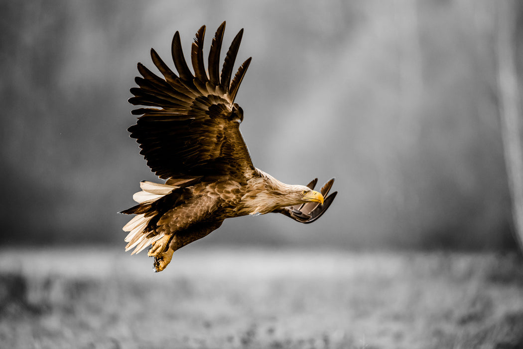 Nahaufnahme Adler bei der Jagd B&W Detail, Glasbild