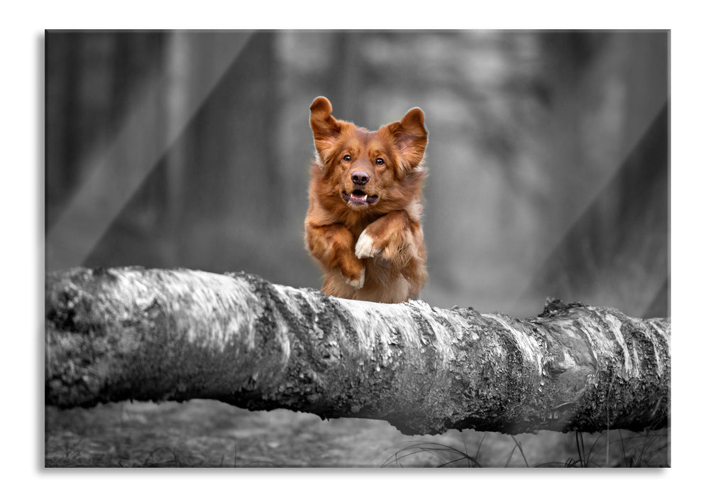 Pixxprint Hund springt über Baumstamm im Wald B&W Detail, Glasbild