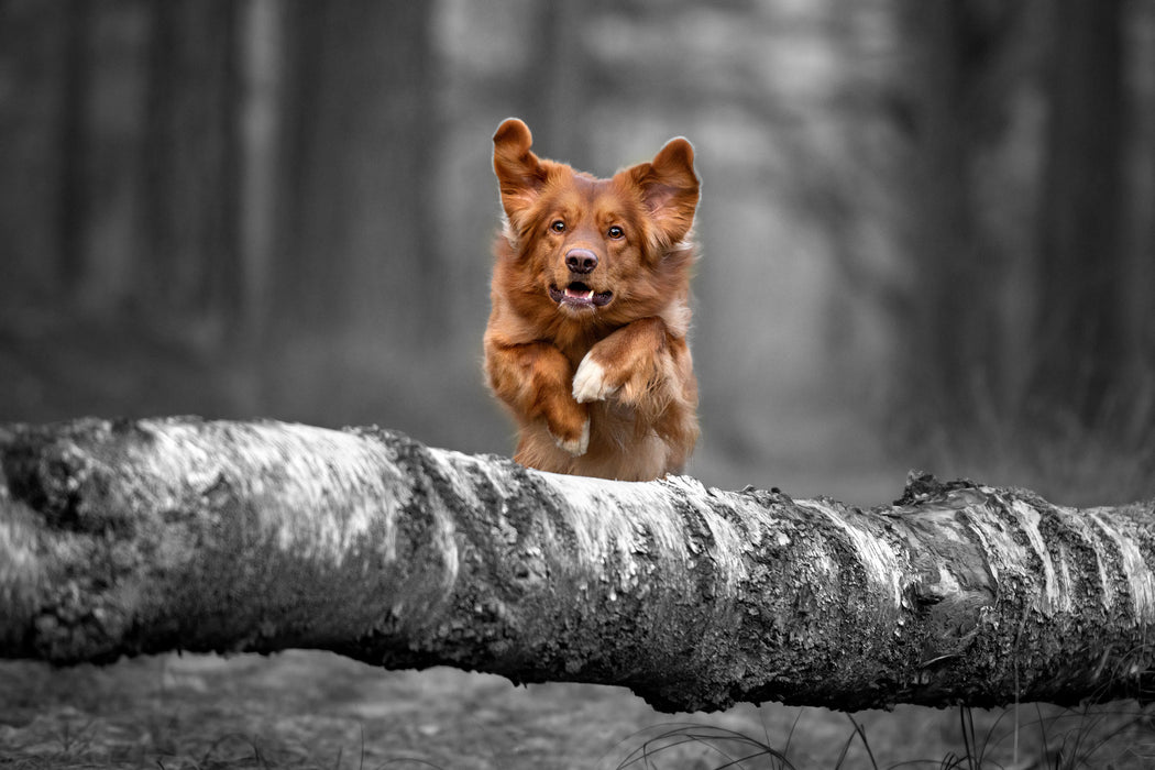 Hund springt über Baumstamm im Wald B&W Detail, Glasbild