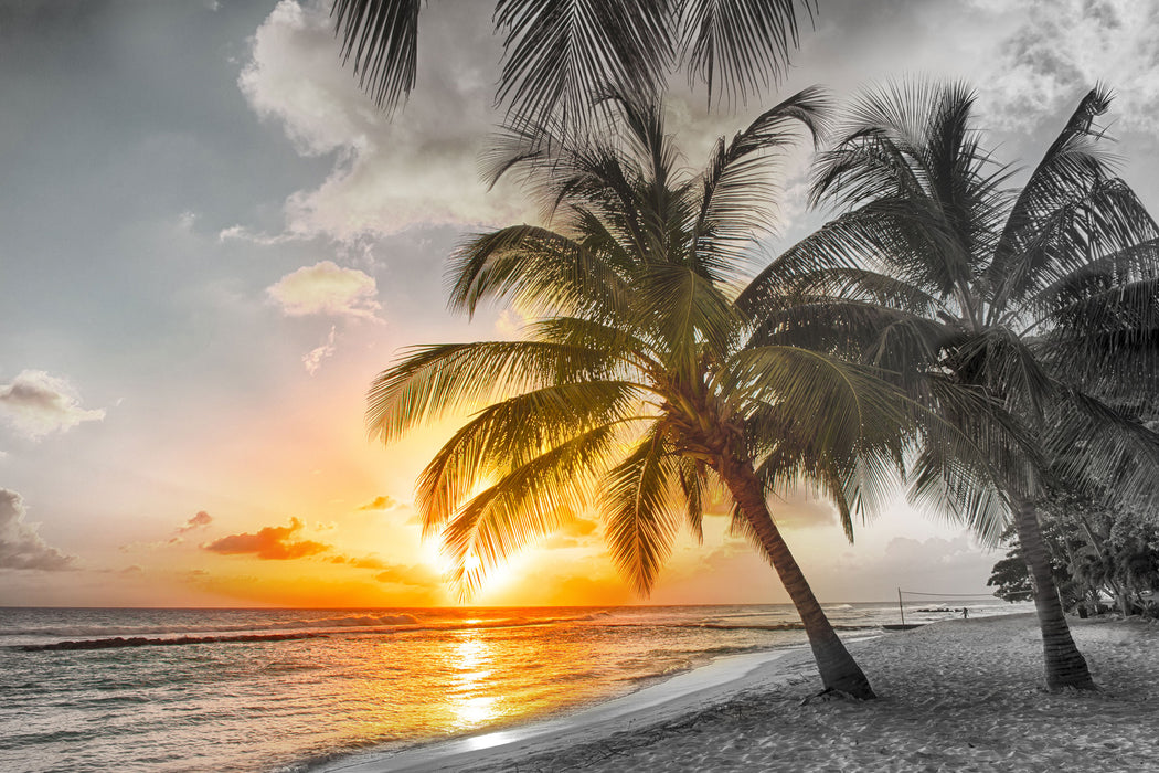 Palmen im Sonnenuntergang auf Barbados B&W Detail, Glasbild