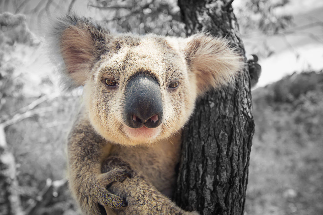 Neugieriger Koala am Baum Nahaufnahme B&W Detail, Glasbild