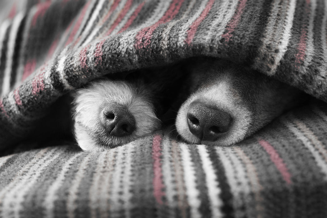 Hundeschnauzen unter Kuscheldecke B&W Detail, Glasbild