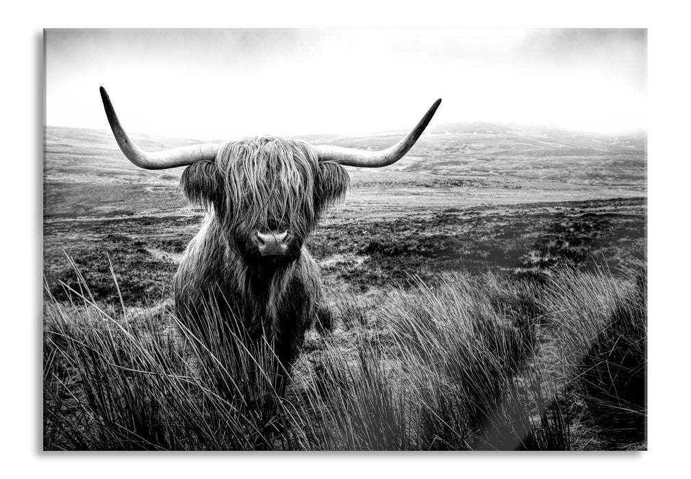 Highland Rind mit großen Hörnern Steppe, Monochrome, Glasbild