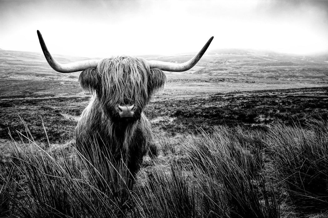 Highland Rind mit großen Hörnern Steppe, Monochrome, Glasbild