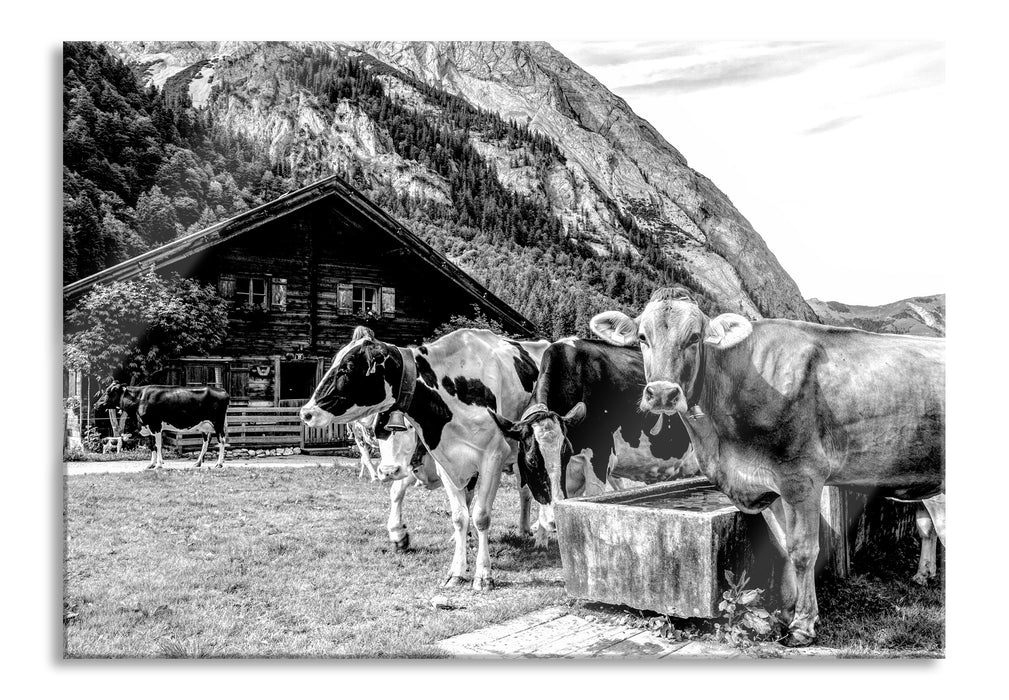 Kühe auf Almwiese am Trog, Monochrome, Glasbild