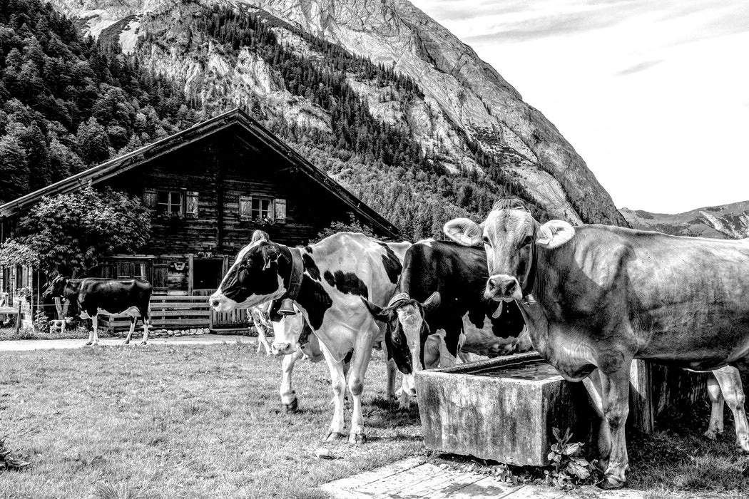 Kühe auf Almwiese am Trog, Monochrome, Glasbild