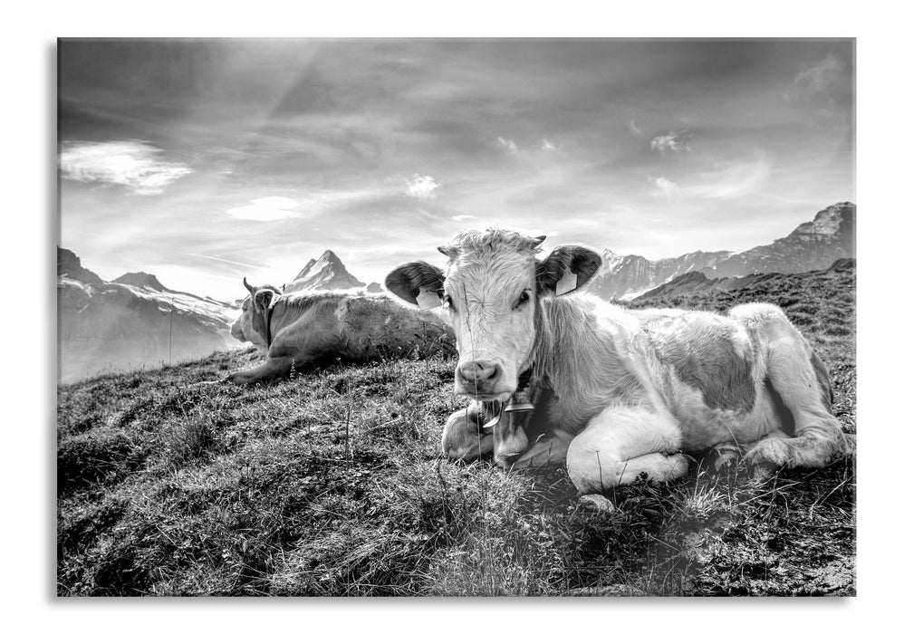 Simmentaler Kühe vor Schweizer Alpen, Monochrome, Glasbild