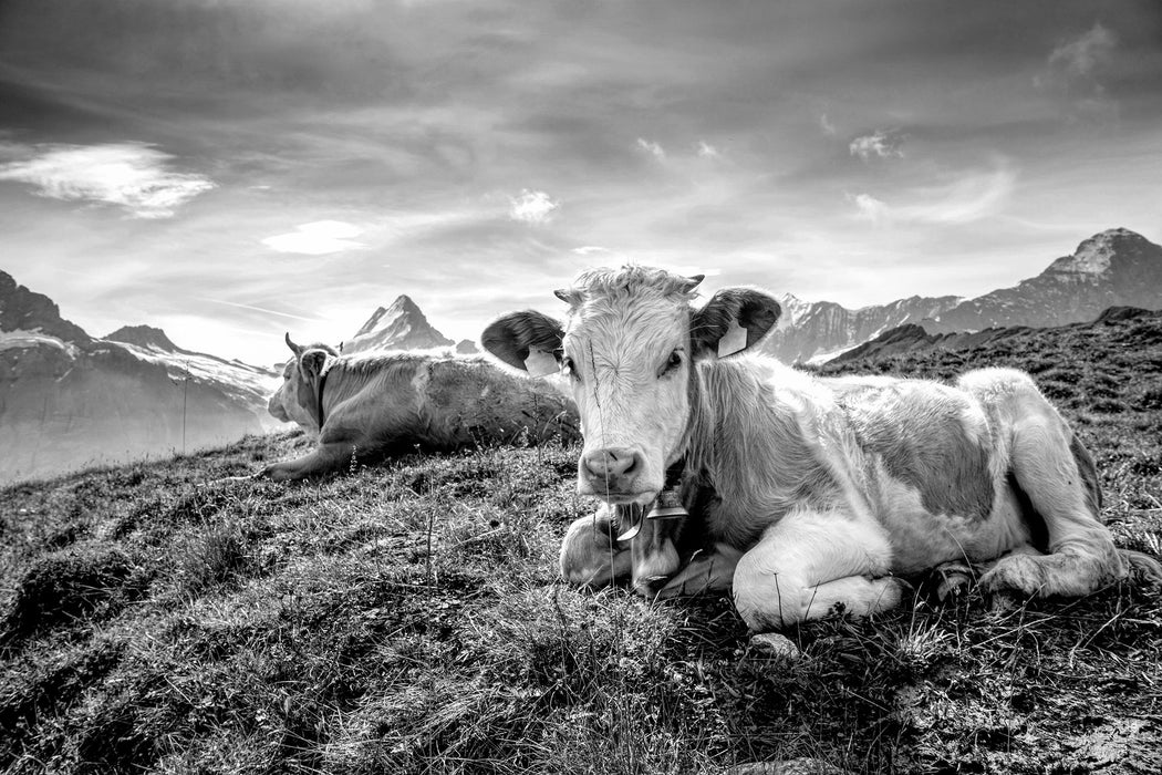 Simmentaler Kühe vor Schweizer Alpen, Monochrome, Glasbild