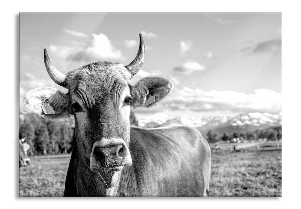 Pixxprint Neugierige Kuh auf Weide im Allgäu, Monochrome, Glasbild