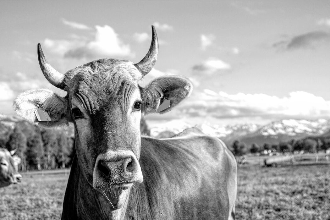 Neugierige Kuh auf Weide im Allgäu, Monochrome, Glasbild