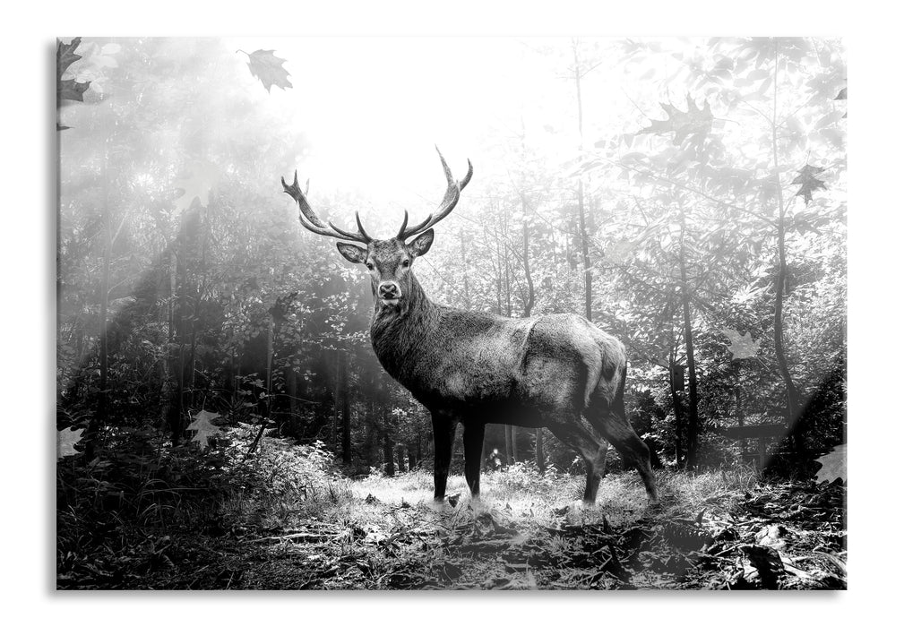 Pixxprint Hirsch im Wald mit fallenden Blättern, Monochrome, Glasbild