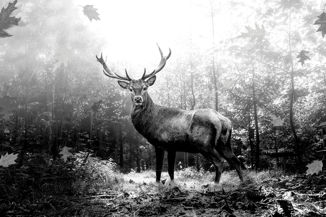 Hirsch im Wald mit fallenden Blättern, Monochrome, Glasbild