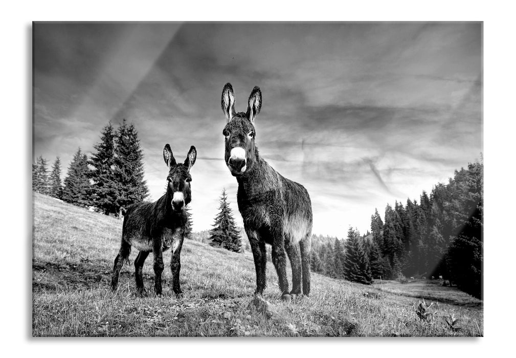 Esel auf Wiese in der Dämmerung, Monochrome, Glasbild