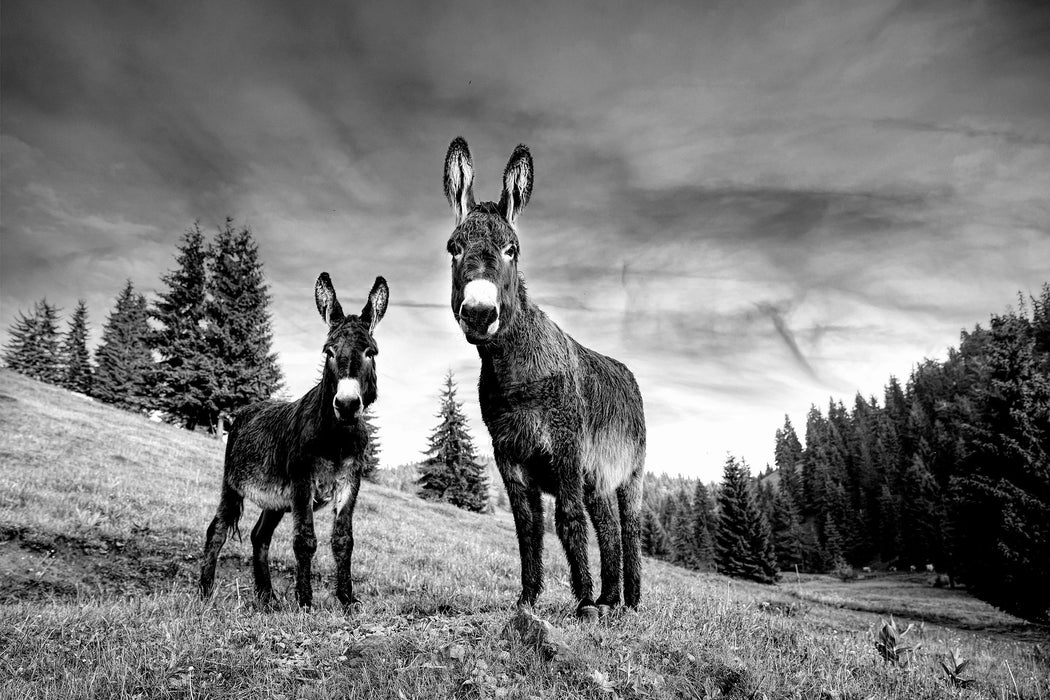 Esel auf Wiese in der Dämmerung, Monochrome, Glasbild