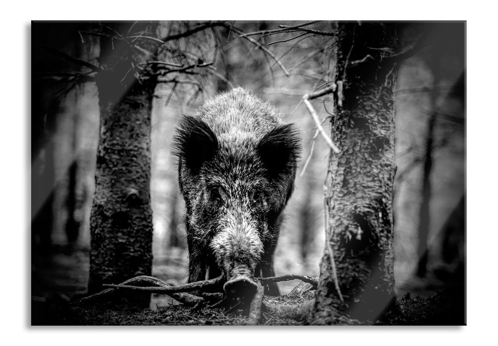 Nahaufnahme Wildschwein im Wald, Monochrome, Glasbild